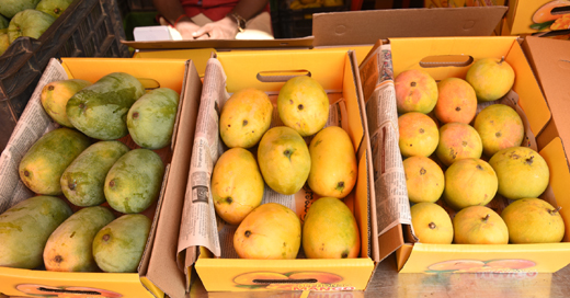Mango-jackfruit mela